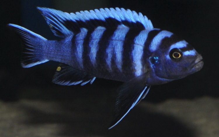 Cynotilapia zebroides 'Likoma Island'